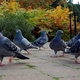 Image for article titled How pigeons get to be superstitious
